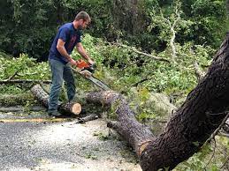 How Our Tree Care Process Works  in  West Jordan, UT