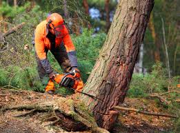 Best Stump Grinding and Removal  in West Jordan, UT