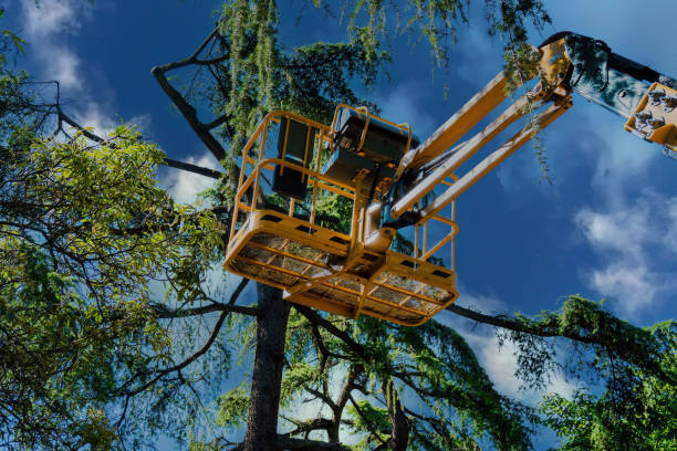 Best Tree Mulching  in West Jordan, UT