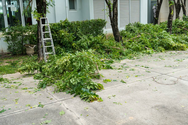 Best Fruit Tree Pruning  in West Jordan, UT