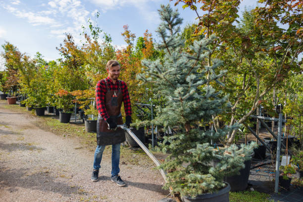 Best Tree Maintenance Programs  in West Jordan, UT