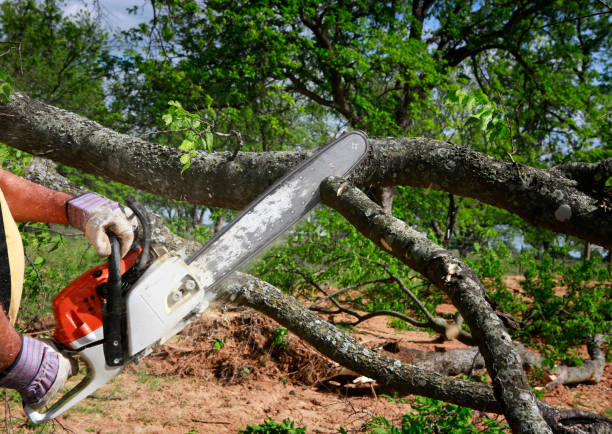  West Jordan, UT Tree Removal Pros